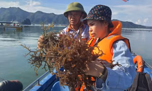 Quảng Ninh nỗ lực chuyển đổi nghề cho ngư dân