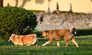 Không đeo rọ mõm cho chó ở nơi công cộng bị phạt tới 2 triệu đồng