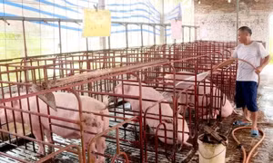 Mở rộng quy mô, nâng cao giá trị ngành chăn nuôi