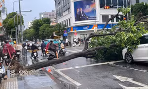 Cây xanh bật gốc đè trúng 2 ô tô ở giao lộ TP.HCM