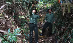 Những người thầm lặng giữ màu xanh cho non thiêng Yên Tử