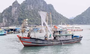 Quảng Ninh phân cấp quản lý tàu cá dưới 12m cho cấp xã
