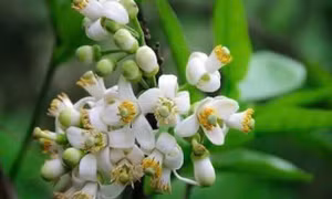 Mong ước - Để tôi