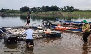 Nguyên nhân 250 tấn cá chết hàng loạt trên hồ Trị An ở Đồng Nai