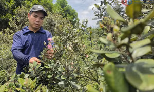 Người "mở lối" cho nông nghiệp ở Hải Sơn