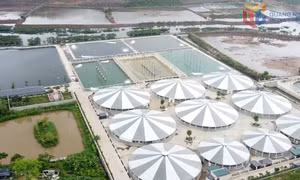 HTX Nuôi tôm công nghệ cao Cẩm Phả: Làm chủ công nghệ, nâng tầm giá trị con tôm