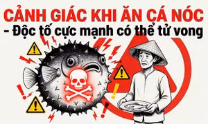 Một trẻ tử vong, nhiều người nhập viện sau khi ăn cá nóc, cá chình biển