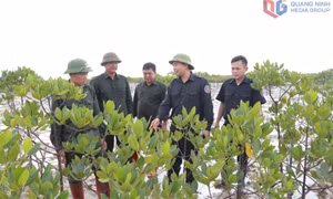 Phục hồi và phát triển hệ sinh thái rừng ngập mặn