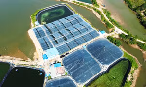 Nuôi tôm công nghệ cao: Hành trình tạo nên những vụ tôm bạc tỷ - Bài 3: Những "tỷ phú tôm" và giấc mơ vươn ra biển lớn