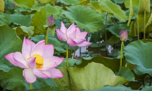 Khi mùa sen thức giấc 