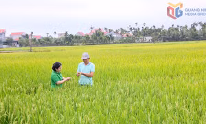 Lúa xuân được mùa, nông dân rộn ràng vào vụ gặt