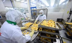 Xuất khẩu nông lâm thủy sản trước cơ hội bứt phá