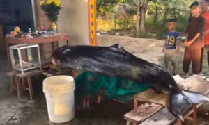Cá voi dạt bờ biển Khánh Hòa, người dân nỗ lực cứu nhưng không thành