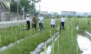 Hội Nông dân phường Đông Triều: Nhiều mô hình sinh kế cho hội viên