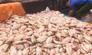 800 tấn cá chết trên sông Đồng Nai