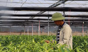Xây dựng thương hiệu sản phẩm hoa Bình Khê