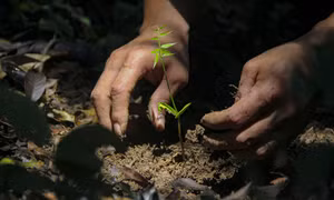 Trồng rừng gỗ quý vùng căn cứ cách mạng