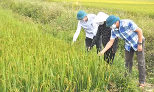  "Lá chắn thép" trong khu dân cư - Bài 1: Về nơi từng là tâm dịch