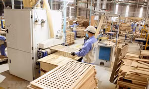 Việt Nam-Mỹ hợp tác kiểm soát khai thác, thương mại gỗ bất hợp pháp