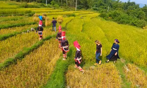Trải nghiệm văn hóa người Dao tại Bình Liêu