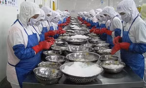 Xuất khẩu tôm dần phục hồi sau 2 tháng liên tiếp giảm