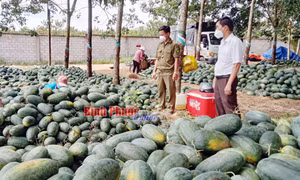 Vị ngọt dưa hấu