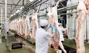 Giá lợn giảm xuống mức kỷ lục, đề xuất siết nhập khẩu thịt ngoại