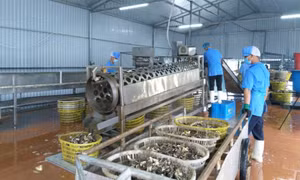 Phát triển nông nghiệp ứng dụng công nghệ cao