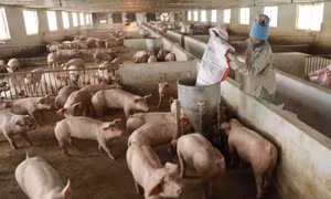 Giá lợn hơi chạm đáy, thịt lợn ở chợ và siêu thị vẫn "đứng im"