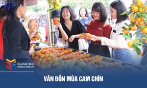 Vân Đồn mùa cam chín