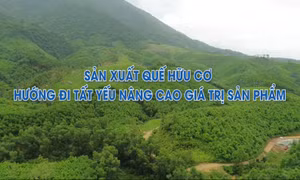 Sản xuất quế hữu cơ - hướng đi tất yếu nâng cao giá trị sản phẩm