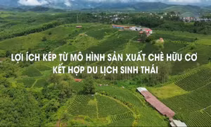 Lợi ích kép từ mô hình sản xuất chè hữu cơ kết hợp du lịch sinh thái