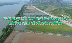 Nuôi rươi kết hợp trồng lúa hữu cơ – Lợi ích kinh tế và môi trường