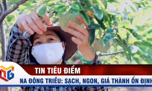 Na Đông Triều: Sạch, ngon, giá thành ổn định