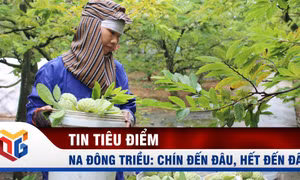Đông Triều: Mở luồng giao thông riêng tiêu thụ na