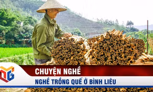 Nghề trồng quế ở Bình Liêu