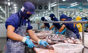 VASEP lo ngại đổ vỡ chuỗi sản xuất, xuất khẩu thuỷ sản