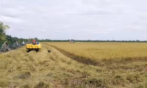 Thị trường nông sản tuần qua: Giá lúa đã tăng trở lại