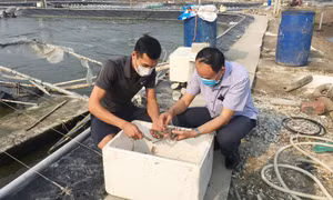 Khơi thông tín dụng chính sách