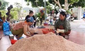 Ngọc Vừng mùa "lộc biển" 