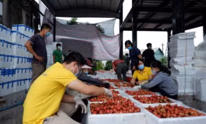 Tạo điều kiện thúc đẩy tiêu thụ nông sản qua sàn thương mại điện tử