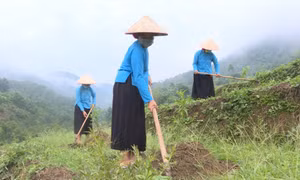 Bình Liêu: Hỗ trợ người dân phát triển các mô hình kinh tế 