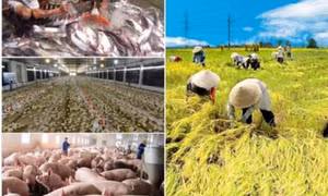 Duy trì sản xuất không để đứt gãy chuỗi giá trị sản xuất nông nghiệp
