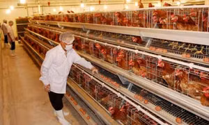 Thách thức của ngành chăn nuôi