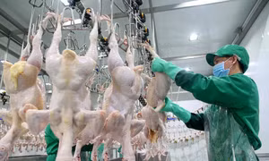 Dự báo đợt khủng hoảng thiếu thực phẩm gia cầm dịp tết Nguyên đán 2022
