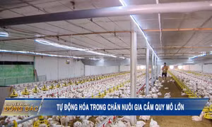 Tự động hóa trong chăn nuôi gia cầm quy mô lớn