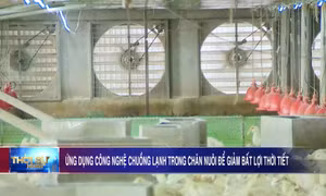 Ứng dụng công nghệ chuồng lạnh trong chăn nuôi để giảm bất lợi thời tiết