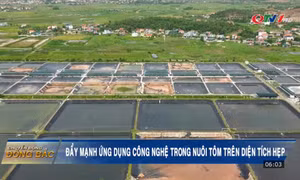 Đẩy mạnh ứng dụng công nghệ trong nuôi tôm trên diện tích hẹp
