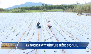 Kỳ Thượng phát triển vùng trồng dược liệu