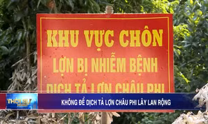 Không để dịch tả lợn Châu Phi lây lan rộng